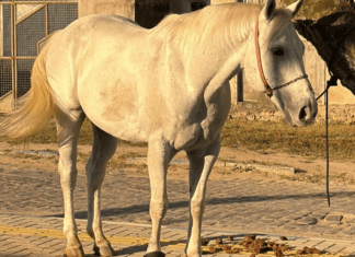 Cavalo De R$ 100 Mil é Localizado Após Suspeitos Negociarem Animal Na Bahia