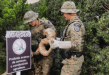 Jiboia Gigante é Encontrada Em Jardim De Prédio E Mobiliza Policiais Em Salvador