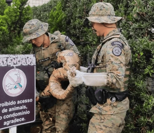 Jiboia Gigante é Encontrada Em Jardim De Prédio E Mobiliza Policiais Em Salvador