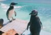Encontrou um pinguim na praia? Saiba o que fazer