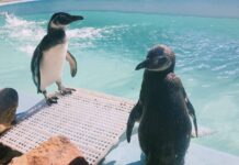 Encontrou um pinguim na praia? Saiba o que fazer