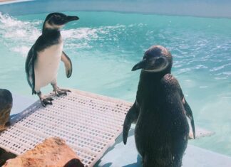 Encontrou um pinguim na praia? Saiba o que fazer