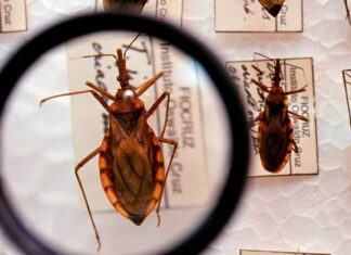 Projeto Cuida Chagas da Fiocruz faz busca casos de infecções de bebês