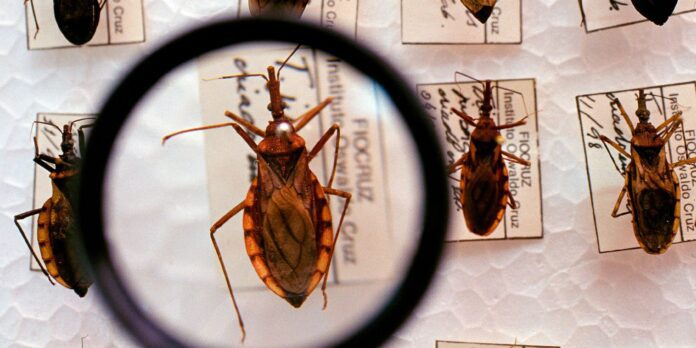 barbeiro_chagas_3.jpg
