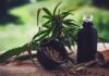 Para associações, normas ainda deixam pontos em aberto sobre cannabis