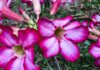Primavera começa às 21h05 com previsão de calor acima da média