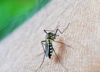 São Paulo registra mais de 58 mil casos de dengue e 42 mortes em 2026