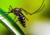 Autoridades de saúde intensificam ações de combate ao Aedes aegypti
