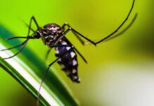 Autoridades de saúde intensificam ações de combate ao Aedes aegypti
