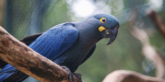 arara-azul-de-lear_01_0.jpg