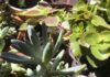 Especialista comenta sobre risco de ter plantas tóxicas em casa