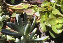 Especialista comenta sobre risco de ter plantas tóxicas em casa