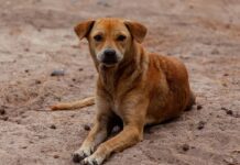 Pesquisa aponta que mais de 80% dos tutores adotaram seus pets