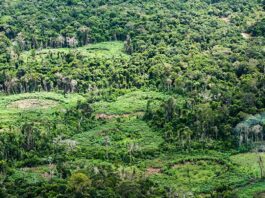 Holanda anuncia investimento de US$ 500 milhões em fundo de florestas